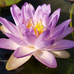 hydroflora ROSLINY-WODNE