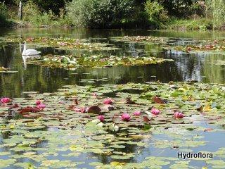 Hydroflora-Lilie-wodne
