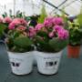 Kalanchoe
