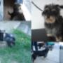 Gufi