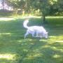 Duży wybieg