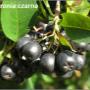 aronia
