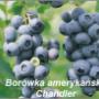 borówka amerykańska