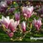 magnolia