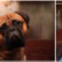 Dodane przez klienta firmy 30.07.2015 - fotogroomer 3