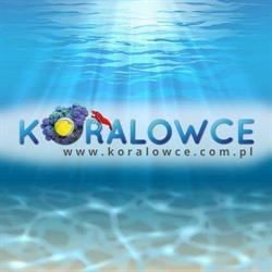 Koralowce.com.pl