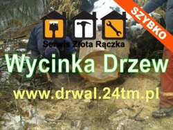 Wycinka drzew - Cięcie gałęzi - Wywóz