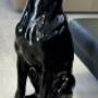Doberman