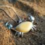 Crab wisiorek