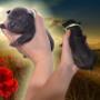 TRD puppy - Saken Ancient Kynopolis