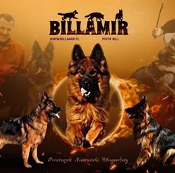 Hodowla Owczarków Niemieckich Długowłosych Słupsk, Bytów, Gdańsk "Billamir"