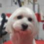 psi groomer zabrze