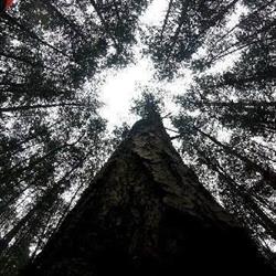 FIRMA USŁUGOWO HANDLOWA AD ARBO