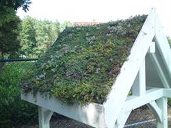 Green Roofing Systems Marzena Jansen