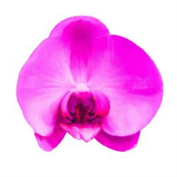 KWIACIARNIA ORCHIDEA 2