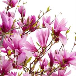 Kwiaciarnia "Magnolia" DANUTA WYSOCZAŃSKA