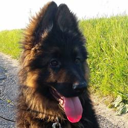 Piotr SMUDA SMU-DOG HODOWLA OWCZARKÓW NIEMIECKICH