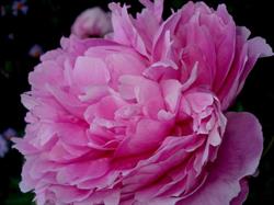SIEMIONOW KWIACIARNIA PEONIA