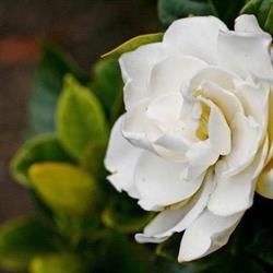 SKLEP OGRODNICZY GARDENIA