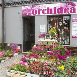 Pracownia Florystyczna ORCHIDEA Agata Ulbrich