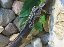 "Agama" Sklep Zoologiczny