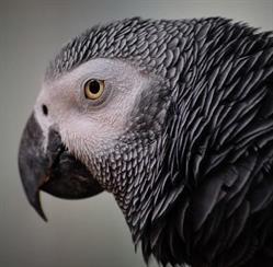 Izabela Klimczyk Sklep Zoologiczny Żako