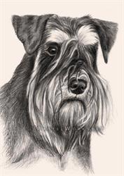 REX