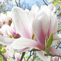 Magnolia Kwiaciarnia Elżbieta Jakosz