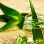 aloes