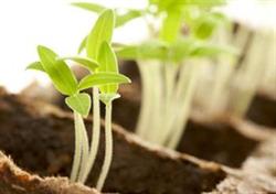 Anna Mazur Agro-Net
