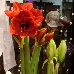 Kwiaciarnia Trendy Flor