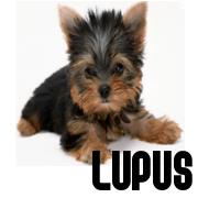 ARTYKUŁY DLA ZWIERZĄT DOMOWYCH LUPUS