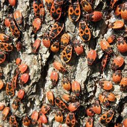 Trojszyk Konsultacje Entomologiczne Stanisław Ignatowicz