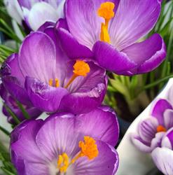 Skalniak Centrum Ogrodnicze