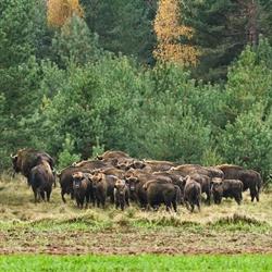 Podlaskie Stowarzyszenie Agroturystyczne