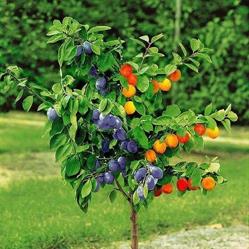 CENTRUM OGRODNICZO ROLNICZE AGRO JEDYNKA
