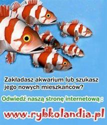 INTERNETOWY SKLEP ZOOLOGICZNY RYBKOLANDIA