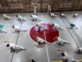 trening capoeira Poznań