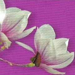 KWIACIARNIA MAGNOLIA Bazyl Iwona