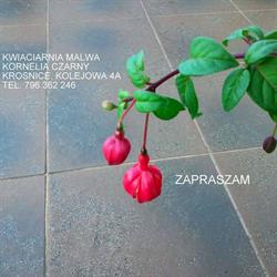 KORNELIA CZARNY KWIACIARNIA " MALWA" KORNELIA CZARNY