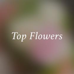 KWIACIARNIA TOP FLOWERS S C BEATA KOTOŃSKA EWA BASZAK