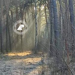 LASY PAŃSTWOWE NADLEŚNICTWO TACZANÓW