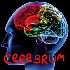 CEREBRUM SZKOŁA SZYBKIEGO CZYTANIA I TECHNIK UCZENIA SIĘ MAŁGORZATA ADAMUS
