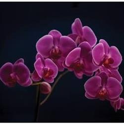 KWIACIARNIA ORCHIDEA