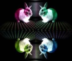 "Ledrabbit"
