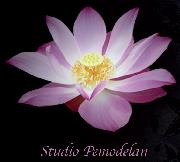 Studio Pemodelan Sp. z o.o.