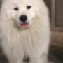 Odin