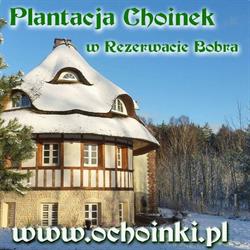 Plantacja Choinek w Rezerwacie bobra