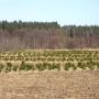 Dodane przez klienta firmy 31.03.2018 - Plantacja Choinek w Rezerwacie Bobra - kwatery z choinkami