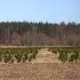 Dodane przez klienta firmy 31.03.2018 - Plantacja Choinek w Rezerwacie Bobra - kwatery z choinkami
